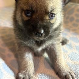 Girl 2 (aka Seeker) - Brindle female Companion Cross puppy in Indian Springs, Nevada from Spinner puppies