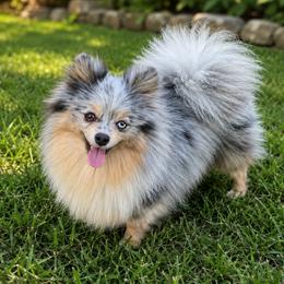 Piper - Pomeranian