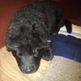 Ivory vom LegendLand - Black male German Shepherd puppy in Hillsborough County, Florida from Vom Legend Land