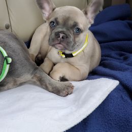 French Bulldog Puppies from Basket of love bulldogs