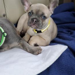 French Bulldog Puppies from Basket of love bulldogs