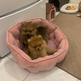 Pomeranian Puppies from Pursell Pomeranians