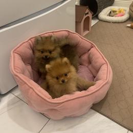 Pomeranian Puppies from Pursell Pomeranians