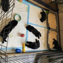 Labrador Retriever Puppies from R Little Retrievers