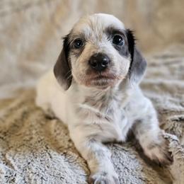 Pearl Blue pie LH girl - Blue and tan female Dachshund puppy in Herald, California from Bluegum Dachshunds