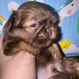 Liver Boy - Liver male Shih Tzu puppy in Albany, New York from Precious Shihpoo’s and Luxurious Shih Tzu’s