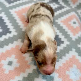 Rose - Red merle female Australian Shepherd puppy in Clover, South Carolina from Jo’s Aussies