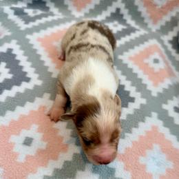 Rose - Red merle female Australian Shepherd puppy in Clover, South Carolina from Jo’s Aussies