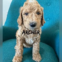 Archer - Apricot male Goldendoodle puppy in Glendale, Arizona from Follow Your Bliss Doodles