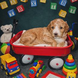 Hera - Red  female Goldendoodle puppy in Boise, Idaho from Goldendoodle Baby