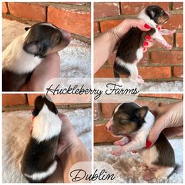Shetland Sheepdog Puppies from Huckleberry Farms Shelties