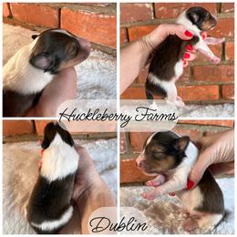 Shetland Sheepdog Puppies from Huckleberry Farms Shelties