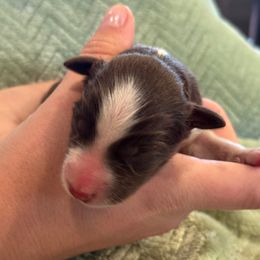 Gunner - White and red male Border Collie puppy in North Lakeport, California from Wild Rose Ranch