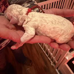 Penny - Parti female Poodle puppy in Washington, Pennsylvania from Patriotic Poodles