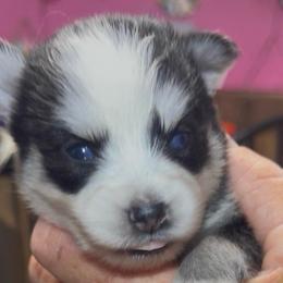 Ozzy - Black and white male Pomsky puppy in Spring Hill, Florida from PDQ Pomskies