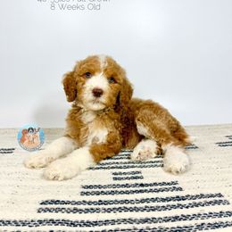 Petunia - Red  female Goldendoodle puppy in Southwest Ranches, Florida from Dandy Doodle Ranch