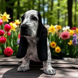 Dottie - Black and white female Basset Hound puppy in Pilot Mtn, North Carolina from Lowdown Love Basset Hounds