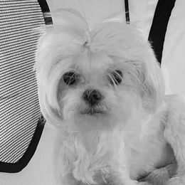 Sissy - Maltese