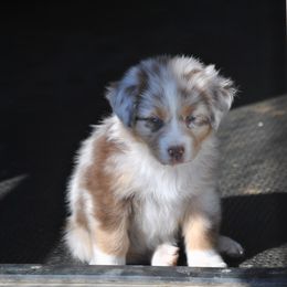 Australian Shepherds from Turnintheherd Aussies