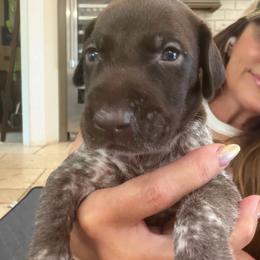 Buck moon - Liver and white male German Shorthaired Pointer puppy in San Antonio, Texas from Alvarado Farm Kennels, LLC