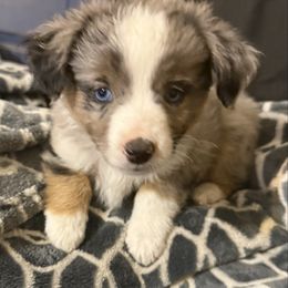 Rancher - Blue merle male Australian Shepherd puppy in Churchill County Fallon, Nevada from Card Family Ranch