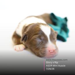 Gunner- Red Tri Male - Red tri male Miniature Australian Shepherd puppy in Nacogdoches, Texas from TK Standard, Mini, & Toy Aussies
