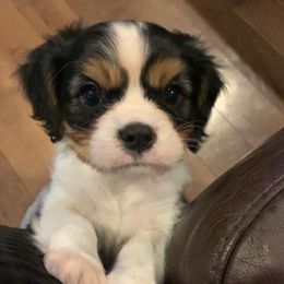 Boy 1 - Tri-color Cavalier King Charles Spaniel puppy in St. Cloud, Minnesota from Embricks Cavaliers