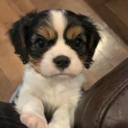 Boy 1 - Tri-color Cavalier King Charles Spaniel puppy in St. Cloud, Minnesota from Embricks Cavaliers