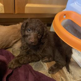 Cocoa - Chocolate male Australian Labradoodle puppy in Eagle, Wisconsin from Fruitful Beginnings,LLC