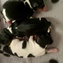 Biewer Terrier puppies from Petit Bijou