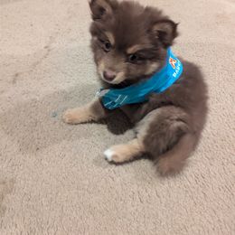 Pomsky Puppies from Tony Hwang