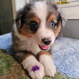 Fern - Blue merle female Miniature Australian Shepherd puppy in Dunnellon, Florida from Ever After Mini Aussies