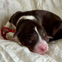 Red - Tri-color male Bernedoodle puppy in Hesperia, Michigan from Red Acres Poodles & Doodles