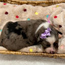 Purple - Blue merle female Miniature Australian Shepherd puppy in 32046, Florida from River Hill Ranch