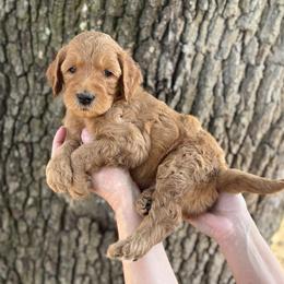 Pigpen (Teal Collar) - Red  male Goldendoodle puppy in Bay City, Texas from Charming Doods