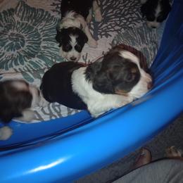 English Springer Spaniel Puppies from IV Springers of California