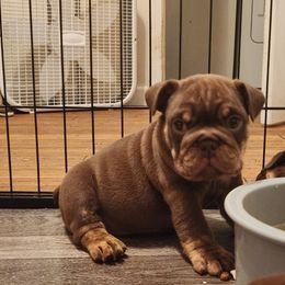 Bulldog Puppies from Rougaroux Bulldoge