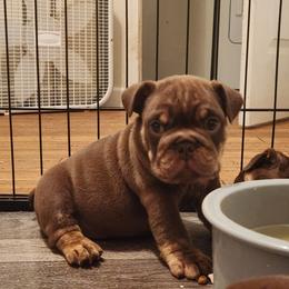 Bulldog Puppies from Rougaroux Bulldoge