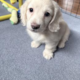 Paris-AKC Limited - Cream female Dachshund puppy in Caulfield, Missouri from Hocomo Hollow Doxies
