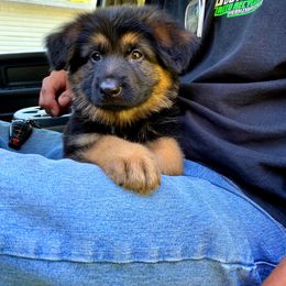 German Shepherd Puppies from Bell’s Shepherd Acres