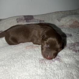 Caramel - Red male Australian Shepherd puppy in Windsor, New York from Double B Aussies