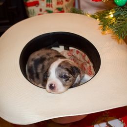 Miniature Australian Shepherd and Toy Australian Shepherd Puppies from Bar IV Aussies