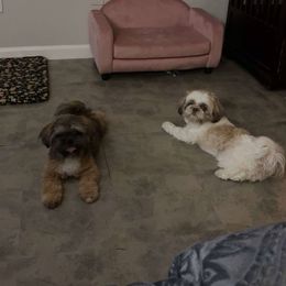 Bruno - Brindle male Shih Tzu puppy in Houston, Texas from Pup Paw-lace