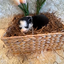 Girl 4 - Black and white female Pomsky puppy in Bucyrus, Missouri from Hill Top Pomskies