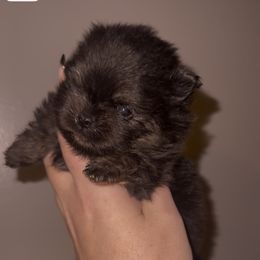 Ares - Black and tan male Pomeranian puppy in Waterloo, Indiana from Garcias Pomeranian