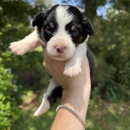 Java - Black and white male American Corgi puppy in Foreman Ar., Arkansas from Grassy Lake Corgis