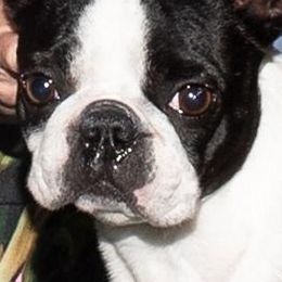 Boston Terriers from Laura's Boston Terriers