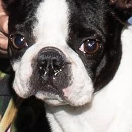 Boston Terriers from Laura's Boston Terriers