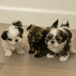 Shih Tzu puppies from Good Lil Shih Tzu