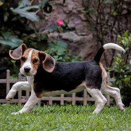 Cora - Beagle